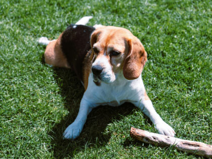 Beagle dog lying on the grass with a stick.