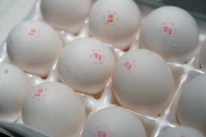 Georgia halts poultry sales; HHS allocates $590M for flu vaccines