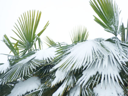 Snow on palm fronds