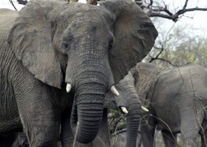 A US court has ruled that while African elephants might be 'cognitively, psychologically,