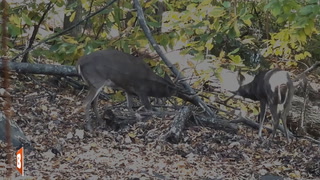 Deer Attempts to Shake Off Branch Stuck in His Antlers